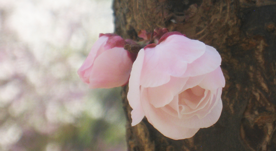小-玫瑰粉梅花2.jpg