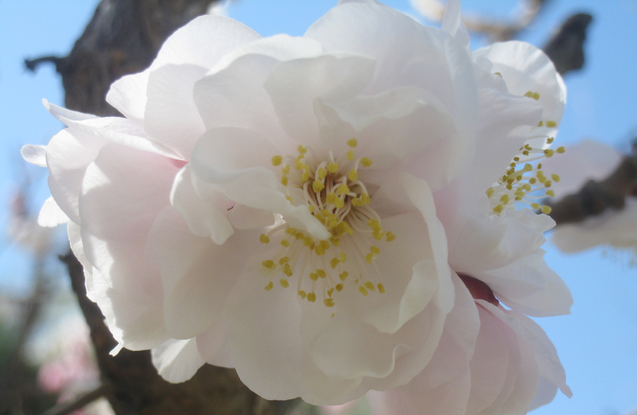 小-人面桃花梅.jpg